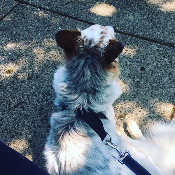 Cobblestone Cafe in Ft. Thomas is known for its outdoor patio, which is dog-friendly.