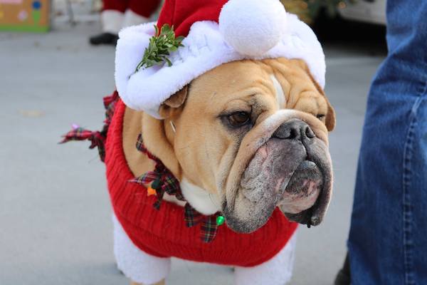 A holly jolly bulldog dressed to the nines at last year's Reindog Parade.