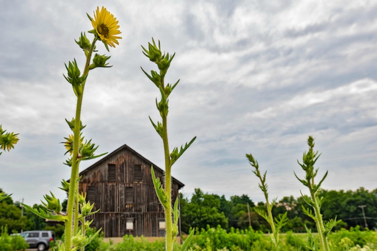 Compass Plant