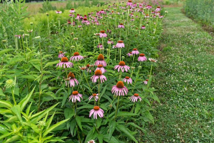 Echinacea