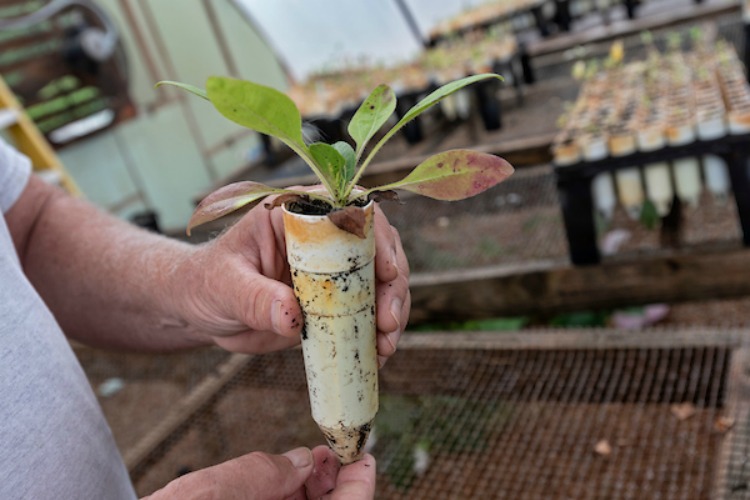 Once seedlings are planted, they are left outside to grow and flower. 