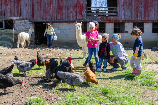 The alpacas and chickens are a big draw at Tikkun Farm, a non-profit devoted to healing, on the land of a former dairy.