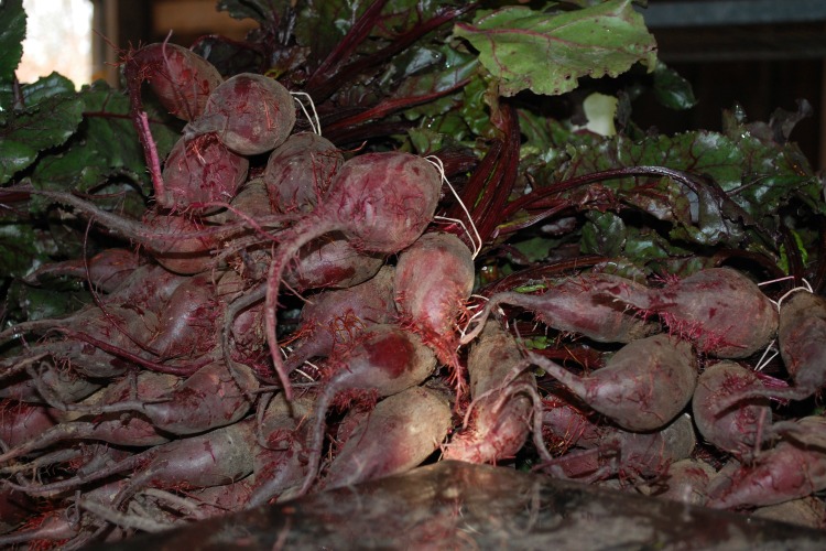 Beets were a part of the late fall CSA.