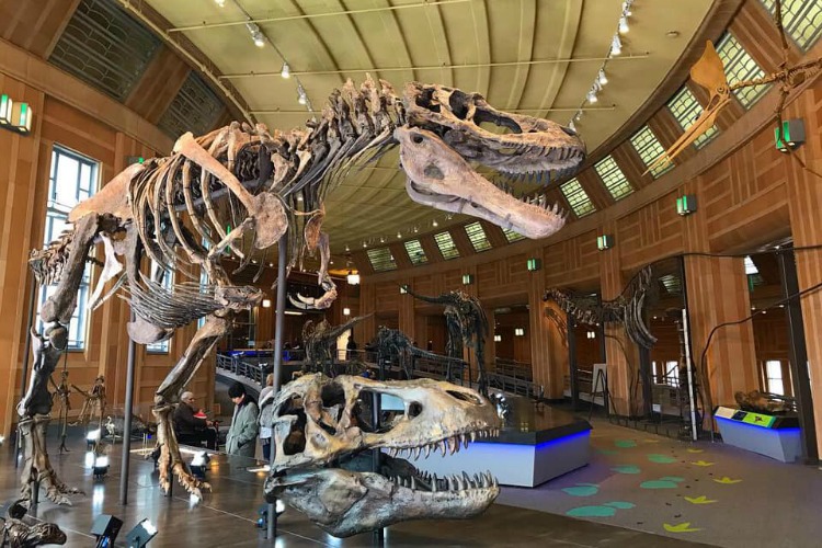 Visitors will be able to view prehistoric creatures up close and through interactive experiences.