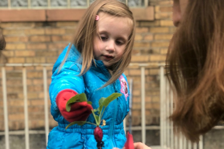 Children plant, pick, and eat what they grow.