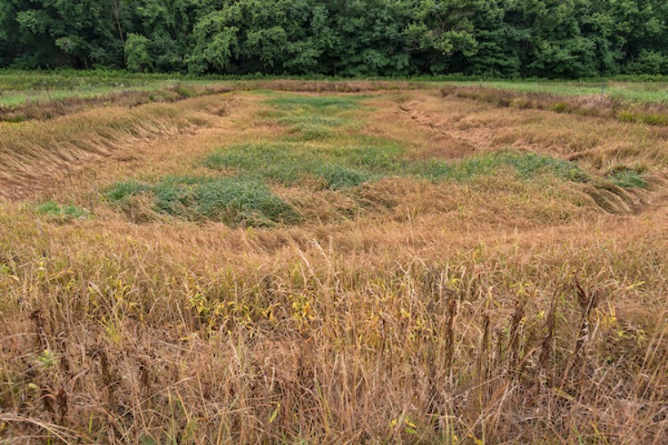 One season later after being drained, a blue gill pond gone fallow fertilized by fish nutrients