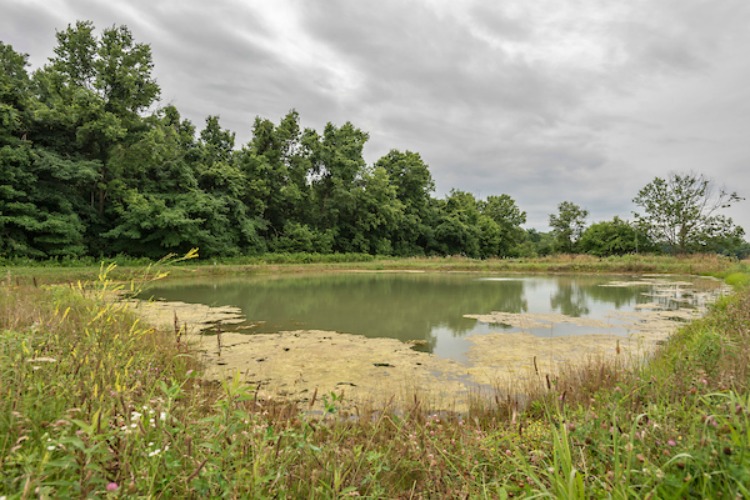 Hybrid blue gill pond