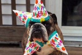 Happy birthday dog