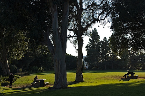 Tree canopy in Culver City, Calif.