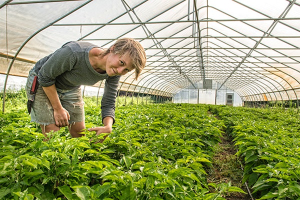 Hannah Rose in her hoop house at Tillian Farm in Ann Arbor, Mich.