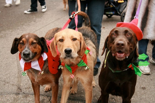 Mt. Adams hosts the annual Reindog Parade Dec. 12