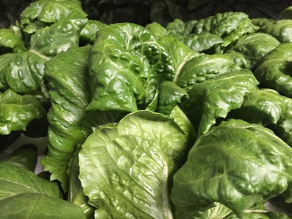 Lettuce grown by 80 Acres Farms.