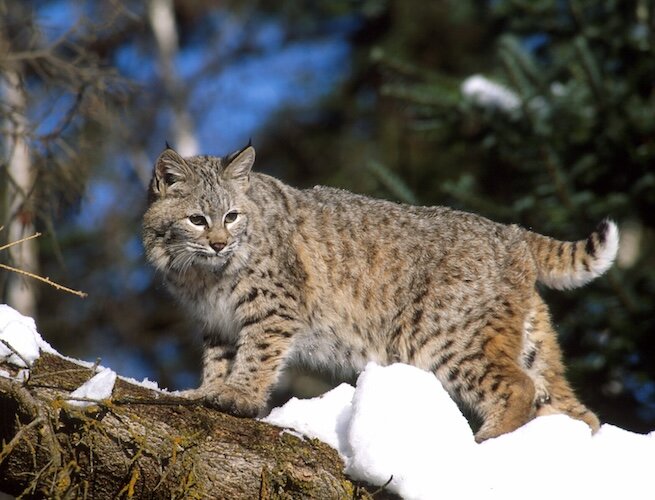 Erie County had its first confirmed bobcat sighting this year after a bobcat was spotted on a trail camera in October near the Huron River.