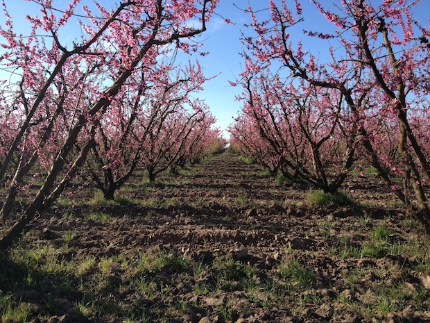 Masumoto family farm in central California