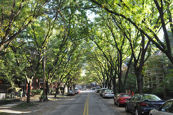 Speaking for the trees: Campaign aims to avert canopy-loss crisis