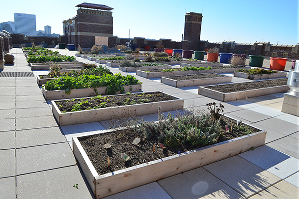 Rothenberg's rooftop garden