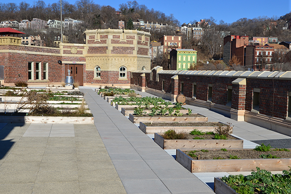 Rothenberg's rooftop garden