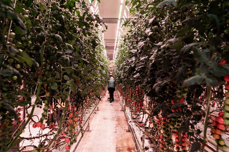 Thousands of cherry tomato plants grow indoors at 80 Acres' "Vine" farm in Hamilton.