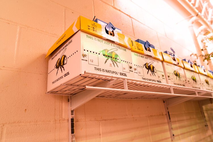 Cardboard hives house bumblebees who pollinate the plants.