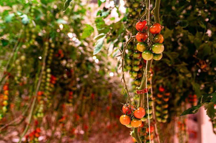 The tomatoes ripen on the vine.