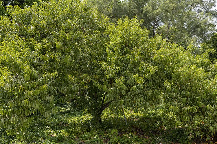 A peach tree at the South Cumminsville Community Garden.