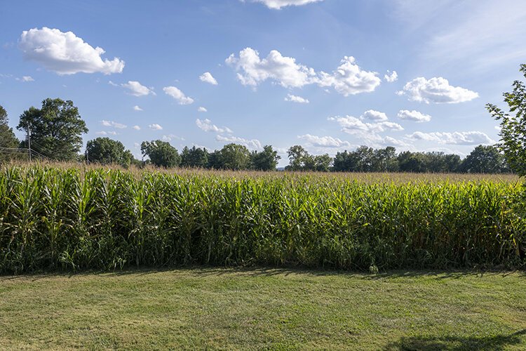 Cornfields are slowly disappearing in Harrison.