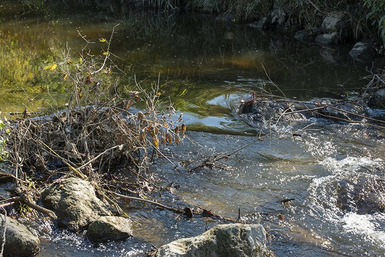 Evidence of beaver activity on the Mill Creek in Sharonville.