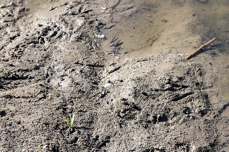 Great Heron tracks on the banks of the Creek.