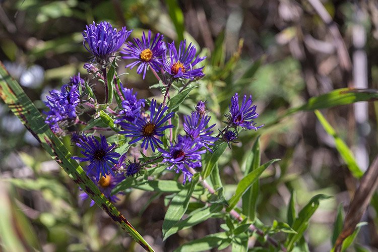 New England Aster in bloom on a bank of the Mill Creek.