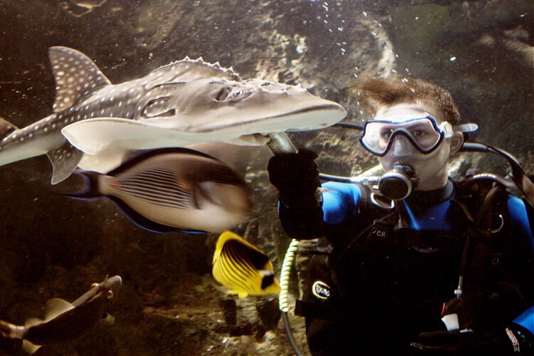 Biologist Jen Hazeres feeds Sweet Pea, Newport Aquarium's first shark ray.