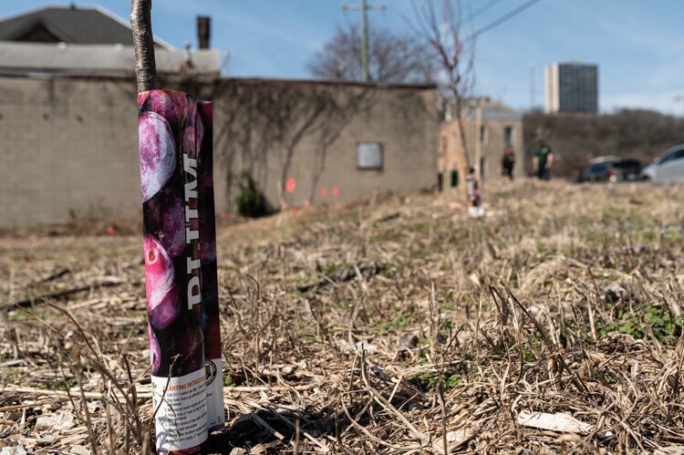 Groundwork has planted hundreds of trees in Cincinnati neighborhoods.